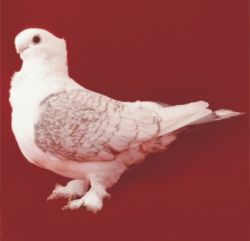 MEWKA ORIENTALNA7